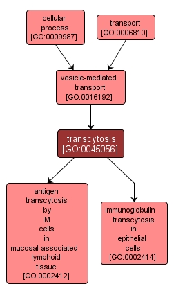 GO:0045056 - transcytosis (interactive image map)