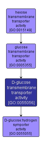 GO:0055056 - D-glucose transmembrane transporter activity (interactive image map)