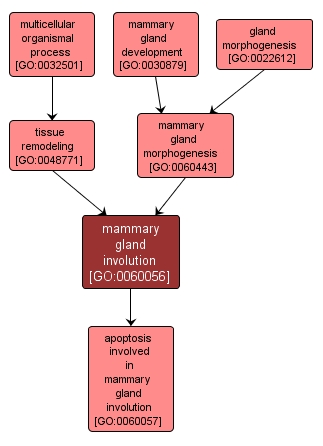 GO:0060056 - mammary gland involution (interactive image map)