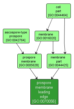 GO:0070056 - prospore membrane leading edge (interactive image map)