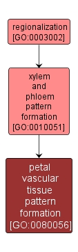 GO:0080056 - petal vascular tissue pattern formation (interactive image map)