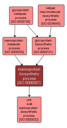 GO:0006057 - mannoprotein biosynthetic process (interactive image map)