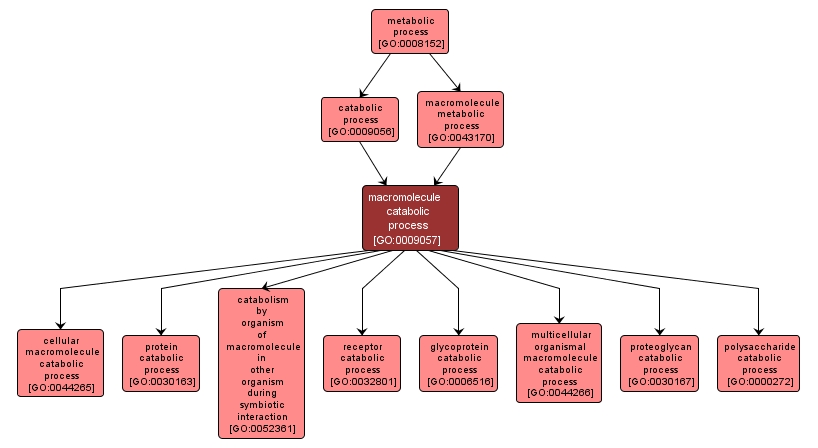 GO:0009057 - macromolecule catabolic process (interactive image map)