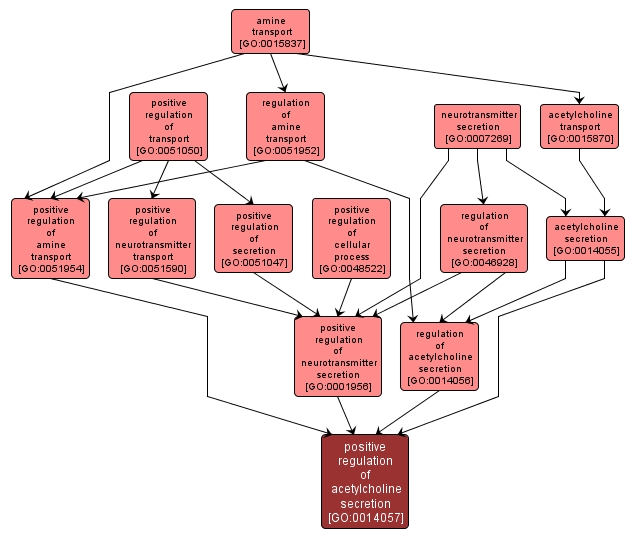 GO:0014057 - positive regulation of acetylcholine secretion (interactive image map)