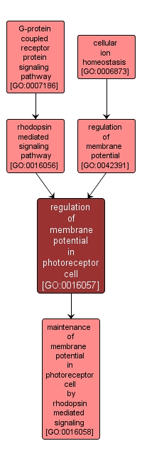 GO:0016057 - regulation of membrane potential in photoreceptor cell (interactive image map)