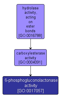 GO:0017057 - 6-phosphogluconolactonase activity (interactive image map)