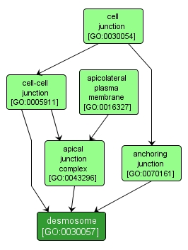 GO:0030057 - desmosome (interactive image map)