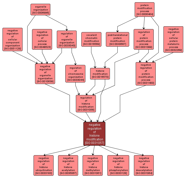 GO:0031057 - negative regulation of histone modification (interactive image map)