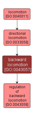 GO:0043057 - backward locomotion (interactive image map)