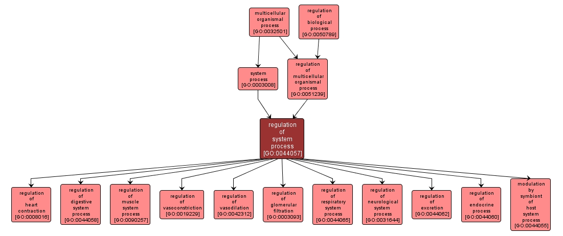 GO:0044057 - regulation of system process (interactive image map)