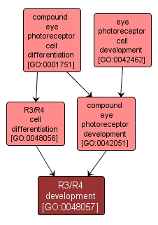 GO:0048057 - R3/R4 development (interactive image map)