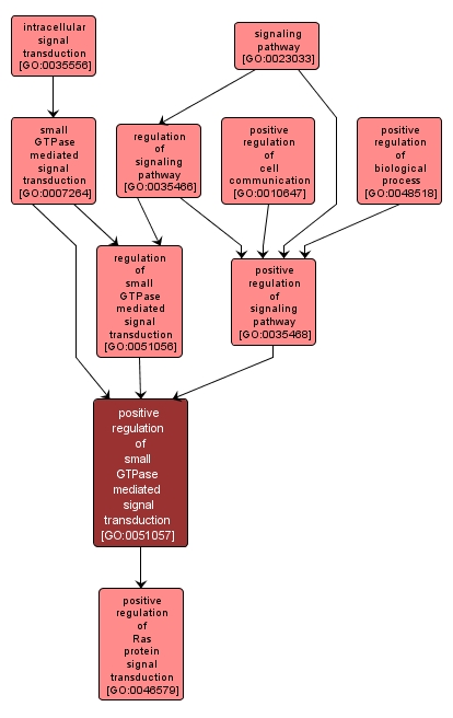 GO:0051057 - positive regulation of small GTPase mediated signal transduction (interactive image map)