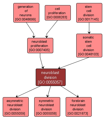 GO:0055057 - neuroblast division (interactive image map)