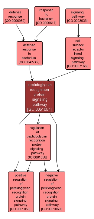 GO:0061057 - peptidoglycan recognition protein signaling pathway (interactive image map)