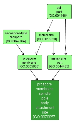 GO:0070057 - prospore membrane spindle pole body attachment site (interactive image map)