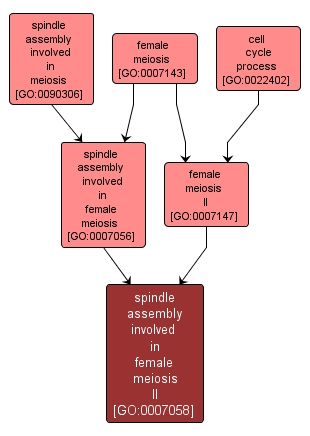 GO:0007058 - spindle assembly involved in female meiosis II (interactive image map)