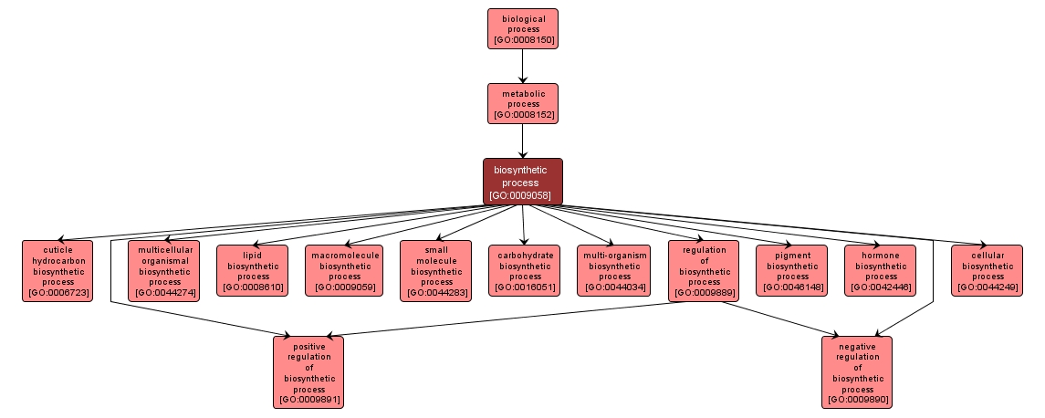 GO:0009058 - biosynthetic process (interactive image map)