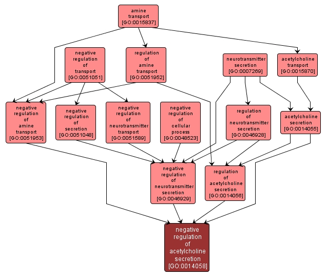 GO:0014058 - negative regulation of acetylcholine secretion (interactive image map)