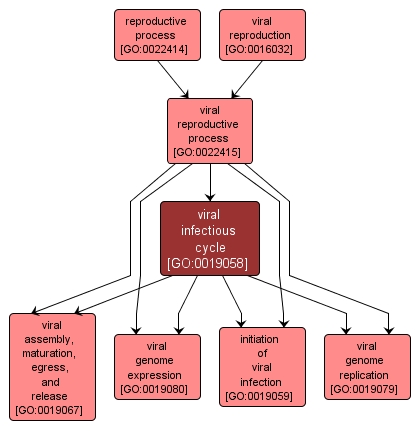 GO:0019058 - viral infectious cycle (interactive image map)