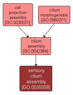 GO:0035058 - sensory cilium assembly (interactive image map)