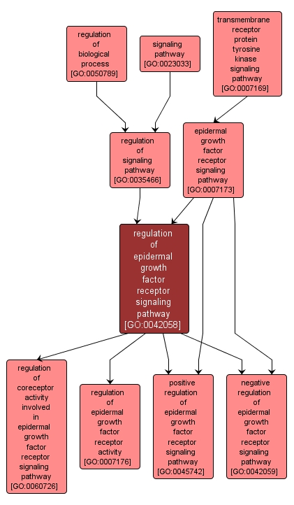 GO:0042058 - regulation of epidermal growth factor receptor signaling pathway (interactive image map)