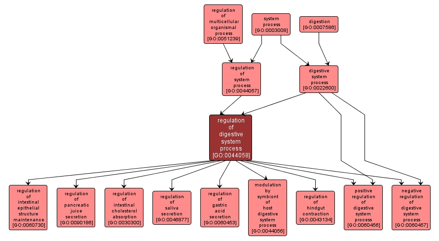 GO:0044058 - regulation of digestive system process (interactive image map)