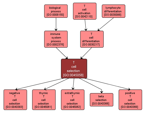 GO:0045058 - T cell selection (interactive image map)