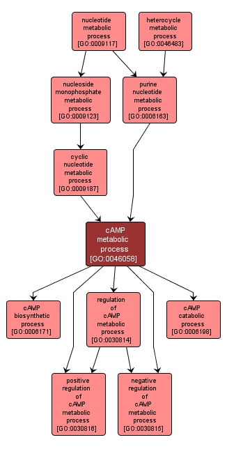 GO:0046058 - cAMP metabolic process (interactive image map)