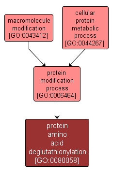 GO:0080058 - protein amino acid deglutathionylation (interactive image map)
