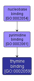 GO:0002059 - thymine binding (interactive image map)