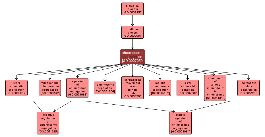 GO:0007059 - chromosome segregation (interactive image map)