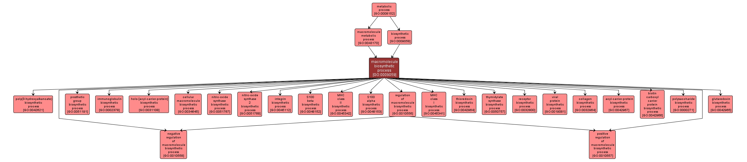 GO:0009059 - macromolecule biosynthetic process (interactive image map)