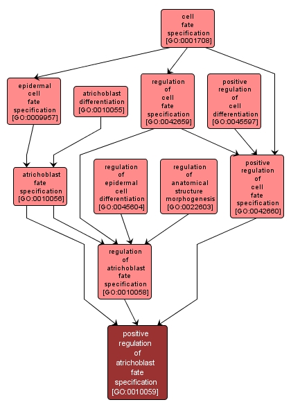 GO:0010059 - positive regulation of atrichoblast fate specification (interactive image map)