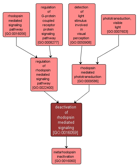 GO:0016059 - deactivation of rhodopsin mediated signaling (interactive image map)