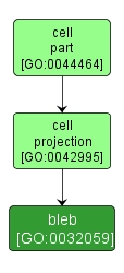 GO:0032059 - bleb (interactive image map)