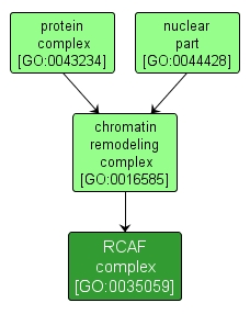 GO:0035059 - RCAF complex (interactive image map)