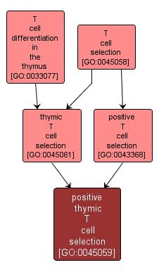 GO:0045059 - positive thymic T cell selection (interactive image map)