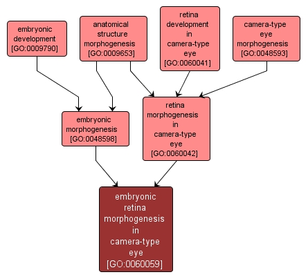 GO:0060059 - embryonic retina morphogenesis in camera-type eye (interactive image map)