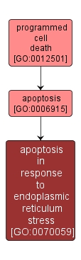GO:0070059 - apoptosis in response to endoplasmic reticulum stress (interactive image map)