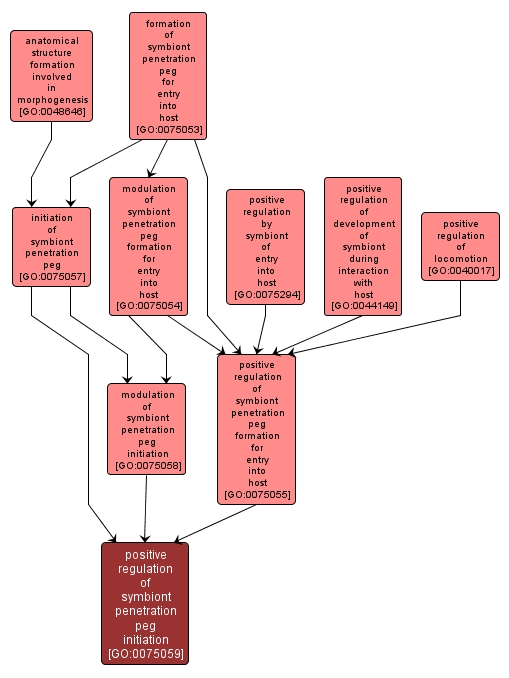 GO:0075059 - positive regulation of symbiont penetration peg initiation (interactive image map)
