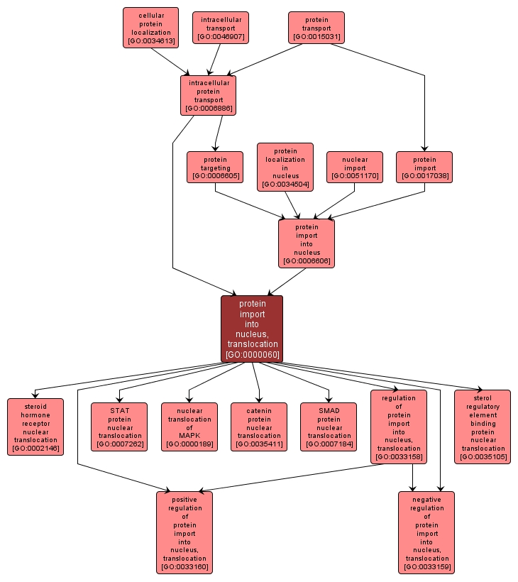 GO:0000060 - protein import into nucleus, translocation (interactive image map)
