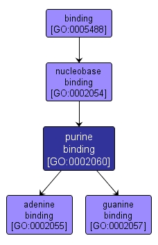GO:0002060 - purine binding (interactive image map)