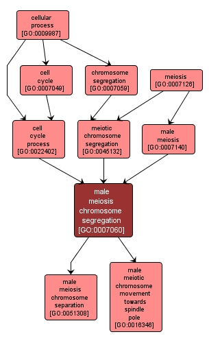 GO:0007060 - male meiosis chromosome segregation (interactive image map)