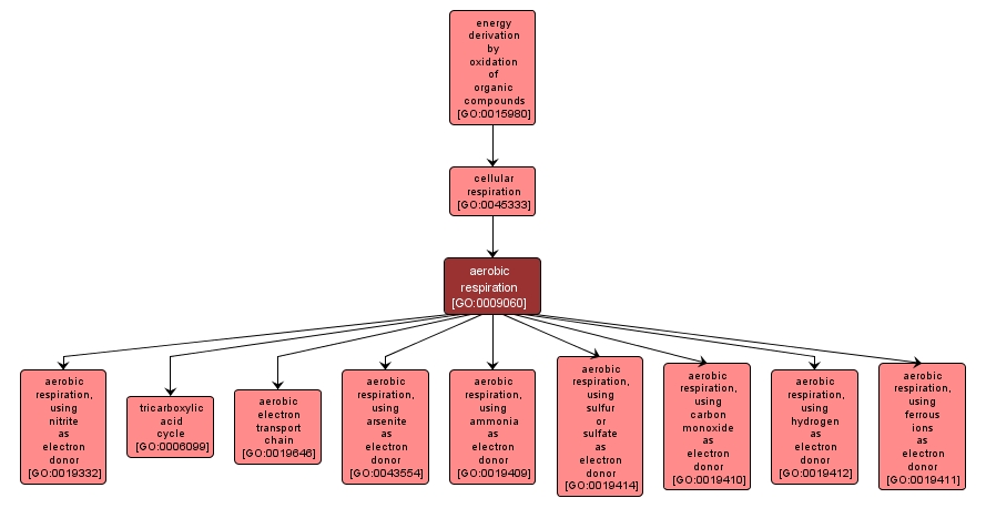 GO:0009060 - aerobic respiration (interactive image map)