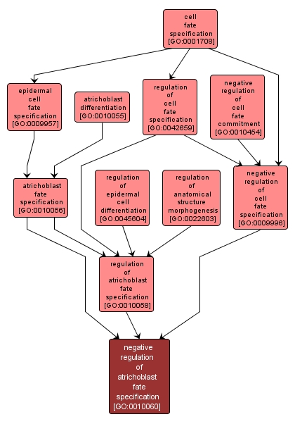 GO:0010060 - negative regulation of atrichoblast fate specification (interactive image map)