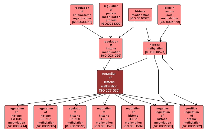 GO:0031060 - regulation of histone methylation (interactive image map)