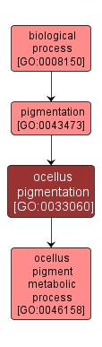 GO:0033060 - ocellus pigmentation (interactive image map)