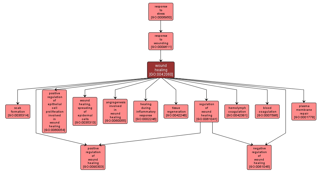 GO:0042060 - wound healing (interactive image map)