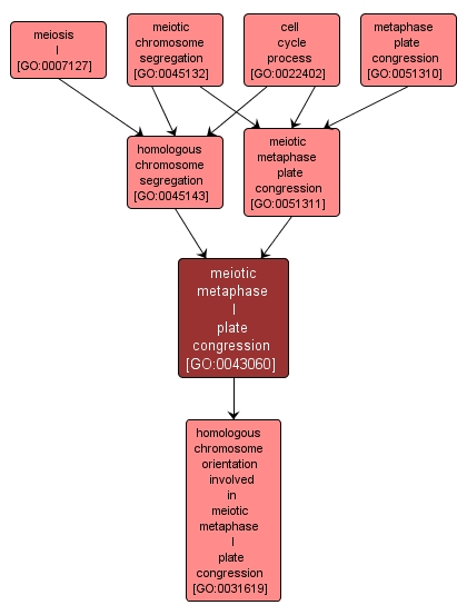 GO:0043060 - meiotic metaphase I plate congression (interactive image map)