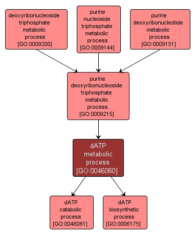 GO:0046060 - dATP metabolic process (interactive image map)